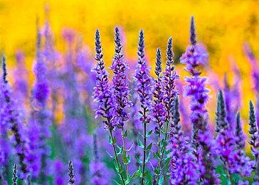 《失落迷城：群星的诅咒》Boss战预告 今年秋季发售